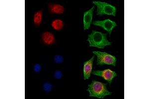 anti-RAN Binding Protein 2 (RANBP2) (C-Term) antibody