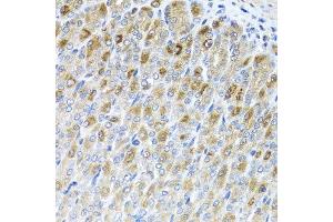 Immunohistochemistry of paraffin-embedded mouse stomach using MTX2 antibody at dilution of 1:100 (x40 lens). (MTX2 anticorps)
