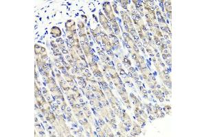 Immunohistochemistry of paraffin-embedded mouse stomach using MAPKBP1 antibody (ABIN5971432) at dilution of 1/100 (40x lens). (MAPKBP1 anticorps)