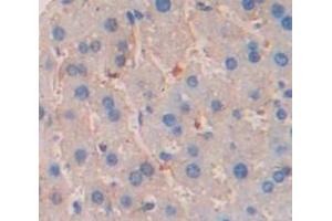 IHC-P analysis of Mouse Tissue, with DAB staining. (GZMA anticorps  (AA 29-260))