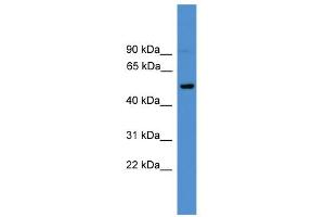 WB Suggested Anti-CD4 Antibody Titration: 0. (CD4 anticorps  (C-Term))