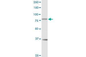 RAD17 MaxPab rabbit polyclonal antibody.