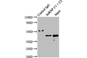 Immunoprecipitating hnRNP C1 + C2 in Hela whole cell lysate Lane 1: Rabbit control IgG instead of ABIN7127547 in Hela whole cell lysate.