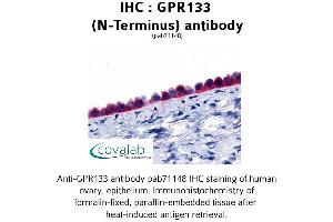 Image no. 1 for anti-G Protein-Coupled Receptor 133 (GPR133) (Extracellular Domain), (N-Term) antibody (ABIN1734935) (G Protein-Coupled Receptor 133 anticorps  (Extracellular Domain, N-Term))
