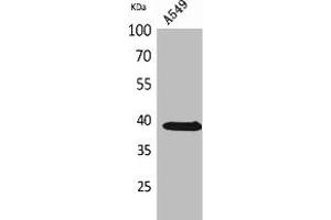 Western Blot analysis of A549 cells using NTCP Polyclonal Antibody.