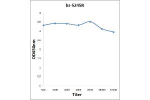 Antigen: 0. (CDC25B anticorps  (pSer353))