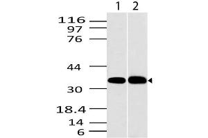 Image no. 1 for anti-C-Type Lectin Domain Family 1, Member A (CLEC1A) (AA 1-200) antibody (ABIN5027112) (CLEC1A anticorps  (AA 1-200))