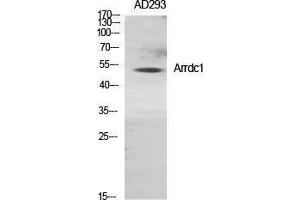 Western Blotting (WB) image for anti-Arrestin Domain Containing 1 (ARRDC1) (Internal Region) antibody (ABIN3173889) (ARRDC1 anticorps  (Internal Region))
