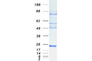 Validation with Western Blot