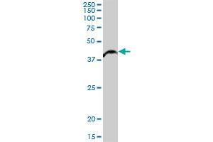 ALKBH1 MaxPab polyclonal antibody.