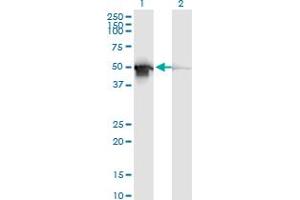Western Blot analysis of PDIA6 expression in transfected 293T cell line by PDIA6 monoclonal antibody (M04), clone 3B4. (PDIA6 anticorps)