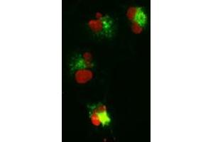 Anti-CTNNB1 mouse monoclonal antibody (ABIN2452251) immunofluorescent staining (Green) of COS7 cells transiently transfected by pCMV6-ENTRY CTNNB1 (RC208947). (CTNNB1 anticorps  (AA 531-781))