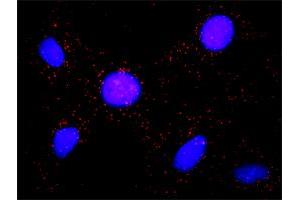 Proximity Ligation Analysis of protein-protein interactions between BUB1 and APC.