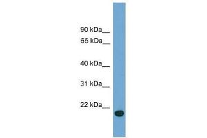 C9orf40 antibody used at 0. (C9orf40 anticorps  (Middle Region))