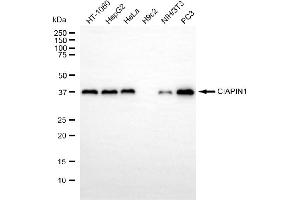 Western blotting analysis using CIAPIN1 antibody (ABIN7798261).