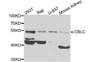 Western blot analysis of extracts of various cell lines, using CBLC antibody. (CBLC anticorps  (AA 245-474))