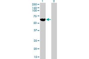 Western Blot analysis of LPL expression in transfected 293T cell line by LPL MaxPab polyclonal antibody. (Lipoprotein Lipase anticorps  (AA 1-475))