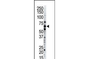Antibody is used in Western blot to detect Dsk2 in HeLa cell lysate. (Ubiquilin 1 anticorps  (C-Term))