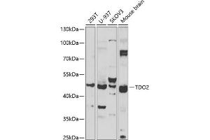Western blot analysis of extracts of various cell lines, using TDO2 antibody (ABIN6130853, ABIN6148969, ABIN6148971 and ABIN6222502) at 1:1000 dilution. (TDO2 anticorps  (AA 137-406))