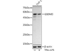 Western blot analysis of extracts of THP-1 cells, using GSDMD antibody (ABIN7267352) at 1:1000 dilution. (GSDMD anticorps)