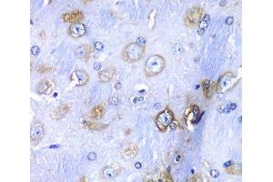 Immunohistochemistry of paraffin-embedded Mouse brain using RPS3A Polyclonal Antibody at dilution of 1:100 (40x lens). (RPS3A anticorps)