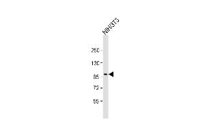 Anti-Ptk7 Antibody (C-term) at 1:2000 dilution + NIH/3T3 whole cell lysate Lysates/proteins at 20 μg per lane.