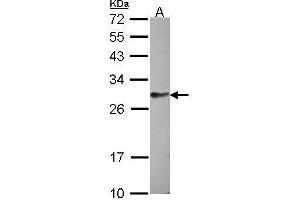 WB Image Sample (30 ug of whole cell lysate) A: HCT116 12% SDS PAGE antibody diluted at 1:1000 (FAM122B anticorps)