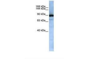 Image no. 1 for anti-Exportin, tRNA (Nuclear Export Receptor For TRNAs) (XPOT) (AA 362-411) antibody (ABIN6737946)