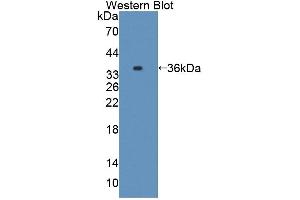 Western blot analysis of the recombinant protein. (Caspase 7 anticorps  (AA 1-250))
