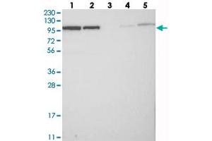 Western blot analysis of Lane 1: RT-4, Lane 2: U-251 MG, Lane 3: Human Plasma, Lane 4: Liver, Lane 5: Tonsil with BICD2 polyclonal antibody  at 1:250-1:500 dilution. (BICD2 anticorps)