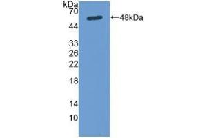 Detection of Recombinant Osteonectin, Human using Polyclonal Antibody to Osteonectin (ON) (SPARC anticorps  (AA 18-303))
