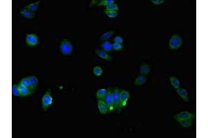 Immunofluorescent analysis of HepG2 cells using ABIN7166981 at dilution of 1:100 and Alexa Fluor 488-congugated AffiniPure Goat Anti-Rabbit IgG(H+L)