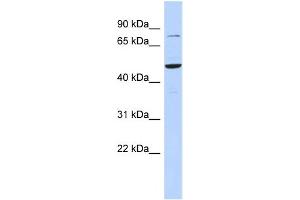WB Suggested Anti-ZSCAN1 Antibody Titration:  0. (ZSCAN1 anticorps  (Middle Region))