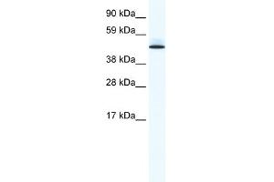 WB Suggested Anti-PTRF Antibody Titration:  0. (PTRF anticorps  (Middle Region))
