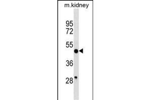 BRP16 Antibody (Center) (ABIN1538196 and ABIN2849974) western blot analysis in mouse kidney tissue lysates (35 μg/lane). (FAM203B anticorps  (AA 254-280))