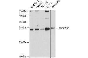 Western blot analysis of extracts of various cell lines, using BLOC1S6 antibody (ABIN1682201, ABIN3019101, ABIN3019102 and ABIN6220714) at 1:1000 dilution. (Pallidin anticorps  (AA 1-170))