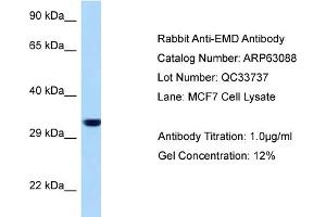 Western Blotting (WB) image for anti-Emerin (EMD) (N-Term) antibody (ABIN2789365) (Emerin anticorps  (N-Term))