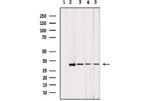 Western blot analysis of extracts from various samples, using MRPL2 Antibody. (MRPL2 anticorps  (C-Term))