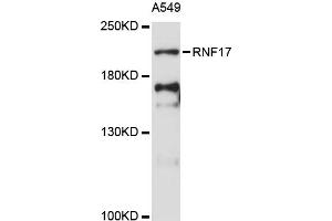 Western blot analysis of extracts of A-549 cells, using RNF17 antibody (ABIN6291205) at 1:3000 dilution.