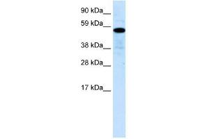 Human Liver; WB Suggested Anti-ZNF426 Antibody Titration: 0. (ZNF426 anticorps  (N-Term))