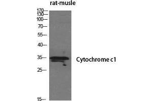Western Blot (WB) analysis of specific cells using Cytochrome c1 Polyclonal Antibody.