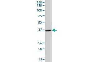 NECAP2 MaxPab polyclonal antibody.