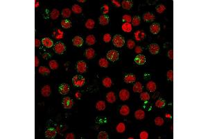 Immunofluorescence staining of MOLT4 cells using CD6 Mouse Monoclonal Antibody (SPV-L14) followed by goat anti-Mouse IgG conjugated to CF488 (green).