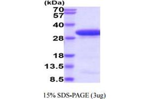 SDS-PAGE (SDS) image for C-Type Lectin Domain Family 10, Member A (CLEC10A) (AA 61-292) protein (His tag) (ABIN5854898)