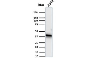 Western Blot Analysis of human A549 cell lysate using Annexin A1 Mouse Monoclonal Antibody (CPTC-ANXA1-1). (Annexin a1 anticorps)