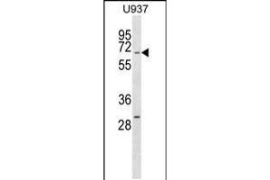 Western blot analysis in U937 cell line lysates (35ug/lane). (RGS14 anticorps  (AA 223-251))