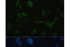 Immunofluorescence analysis of U-2OS cells using PRKDC Polyclonal Antibody at dilution of 1:100. (PRKDC anticorps)