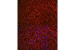 Immunofluorescence analysis of rat placenta cells using PROK1 Rabbit mAb (ABIN7269546) at dilution of 1:100 (40x lens).