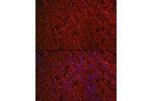 Immunofluorescence analysis of rat placenta cells using PROK1 Rabbit mAb (ABIN7269546) at dilution of 1:100 (40x lens). (Prokineticin 1 anticorps)