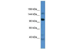 WB Suggested Anti-CCDC87 Antibody Titration: 0. (CCDC87 anticorps  (C-Term))